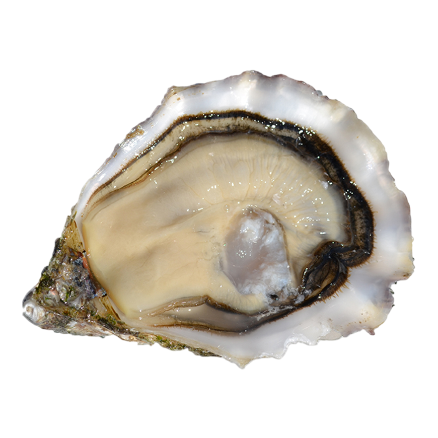 Gillardeau Oysters 3 Set of 12